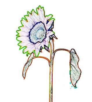 daisy-1.jpg