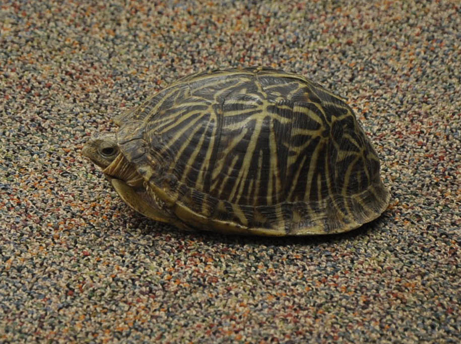 Fl box turtle side2.jpg