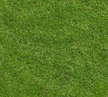 grass1.JPG