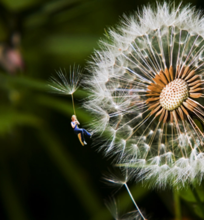 Lady-on-a-seed.jpg