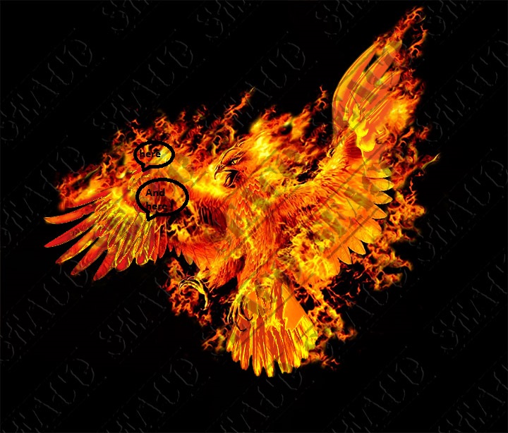 new bird 1.jpg