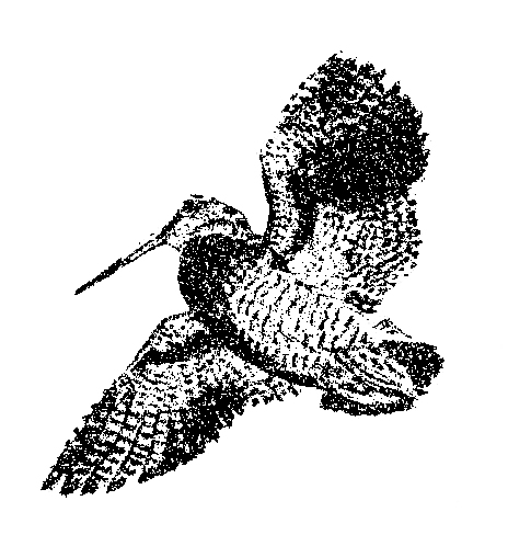 woodcock2.jpg