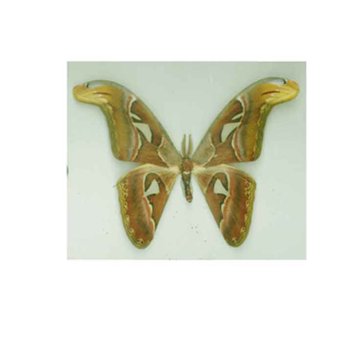 butterfly.jpg