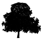 mytree.jpg